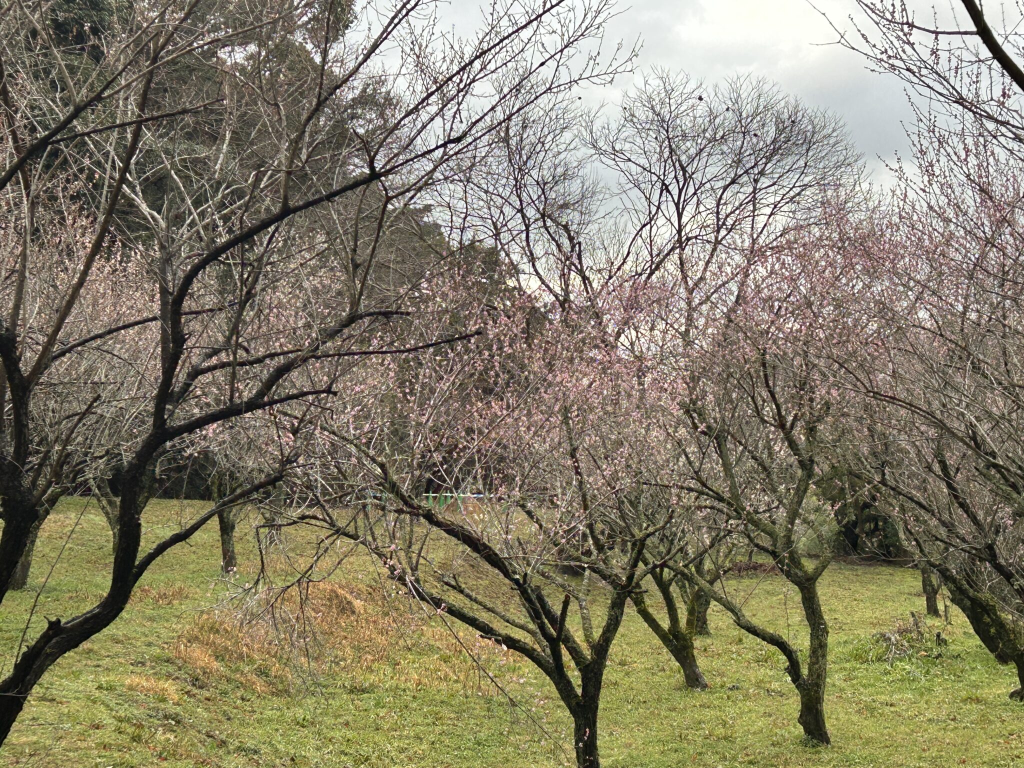 太宰府は梅が見頃です
